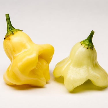 Aji Fantasy Chili Pepper Seeds - The Pepper Pantry (Formerly Marie Sharp's)